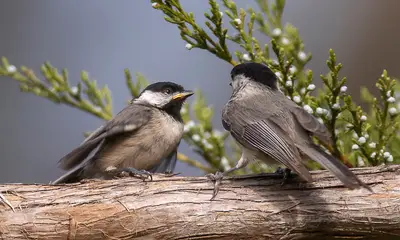 Common birds in North Carolina