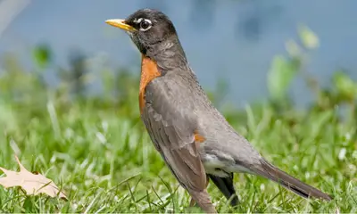 Common birds in Ohio
