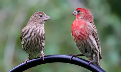 Common birds in Virginia