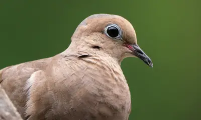 Doves in Ohio
