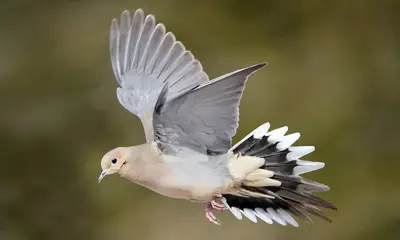 Doves in Pennsylvania