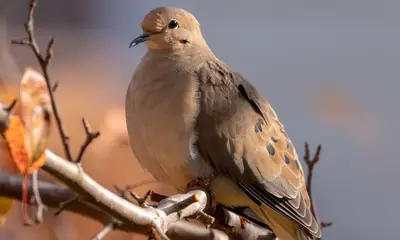 Doves in Virginia