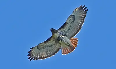 Georgia birds of prey
