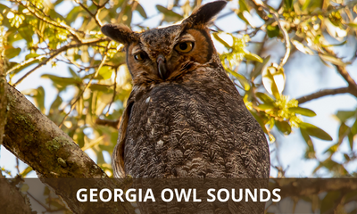 Georgia owl sounds