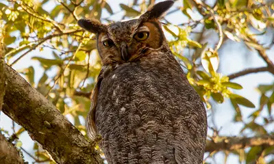 Georgia owl sounds