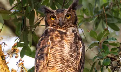 Illinois owl sounds