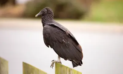 Large birds in Georgia