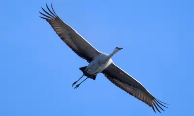 Large birds in Illinois