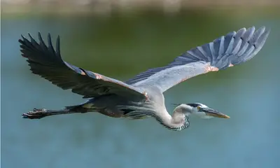 Large birds in Pennsylvania