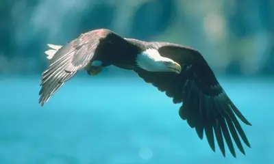 Large birds in Virginia