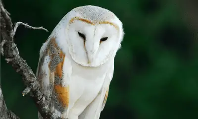North Carolina owl sounds