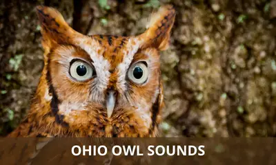Ohio owl sounds
