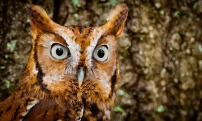 Ohio owl sounds