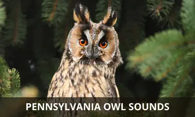 Pennsylvania owl sounds