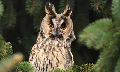 Pennsylvania owl sounds