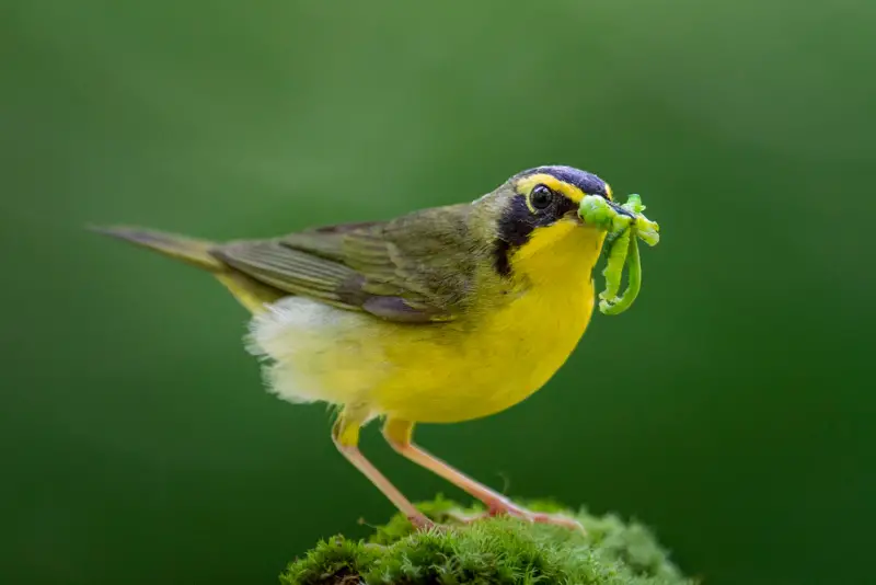 Photo of Kentucky Warbler adult male