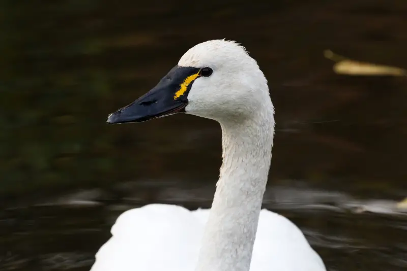 Photo of Tundra Swan adult