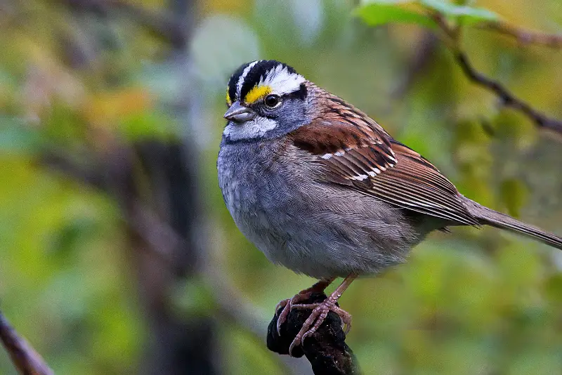Photo of White-throated Sparrow adult male
