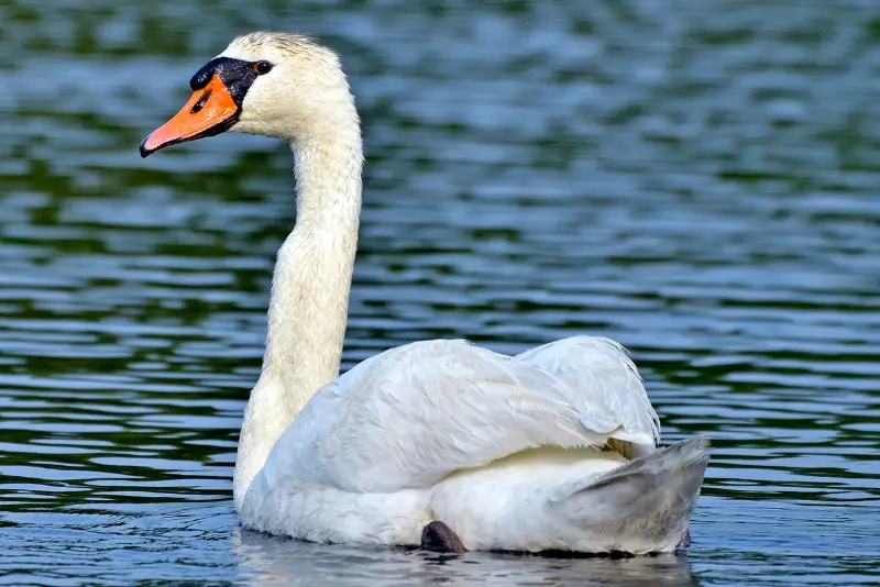 Photo of mute swan adult