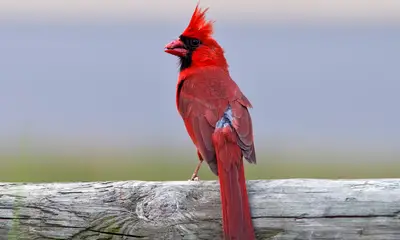 Red birds in Georgia
