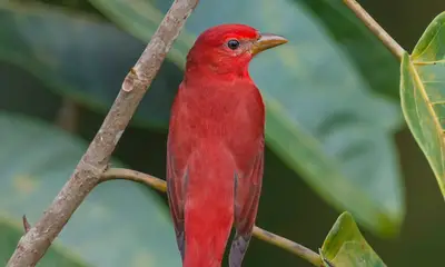 Red birds in North Carolina