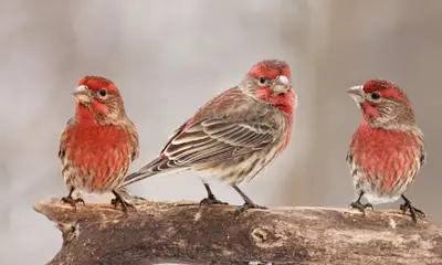 Red birds in Ohio