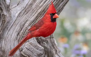 Red birds in Pennsylvania