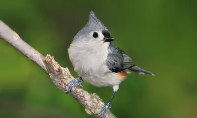Small birds in Georgia