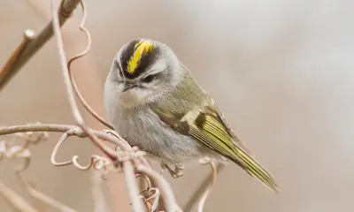Small birds in Illinois