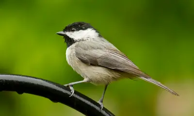 Small birds in North Carolina