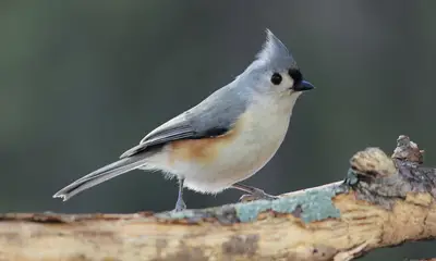 Small birds in Ohio