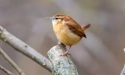 Small birds in Pennsylvania
