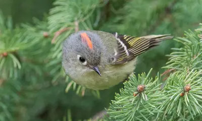 Small birds in Virginia