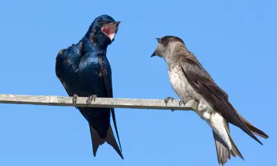 Swallows in Georgia
