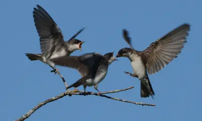 Swallows in Illinois