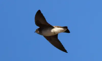 Swallows in North Carolina