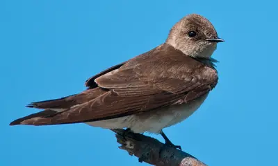 Swallows in Virginia