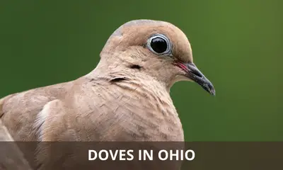 Types of Doves found in Ohio