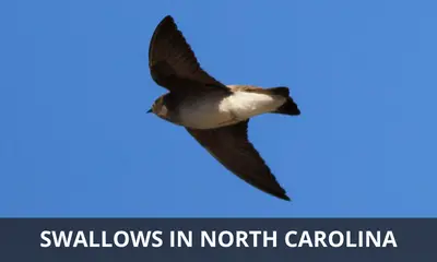 Types of Swallows found in North Carolina