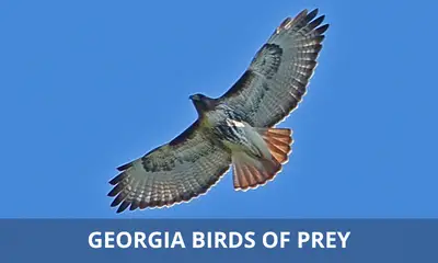 Types of birds of prey found in Georgia