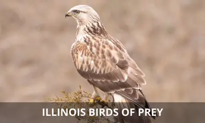 Types of birds of prey found in Illinois