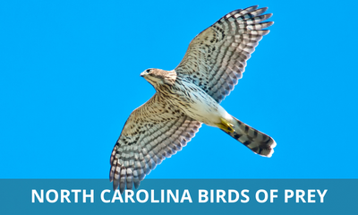 Types of birds of prey found in North Carolina
