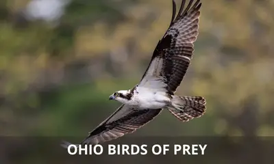Types of birds of prey found in Ohio