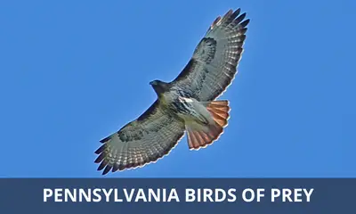 Types of birds of prey found in Pennsylvania