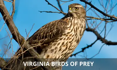 Types of birds of prey found in Virginia