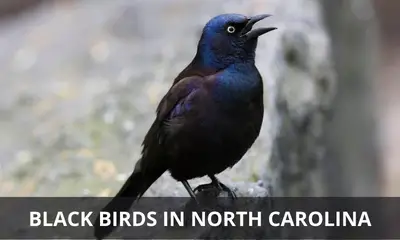 Types of black birds found in North Carolina