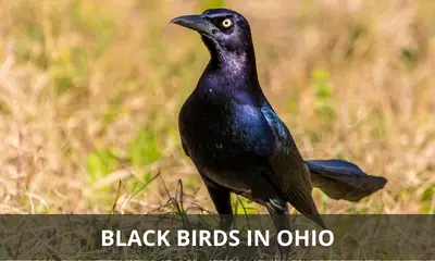Types of black birds found in Ohio