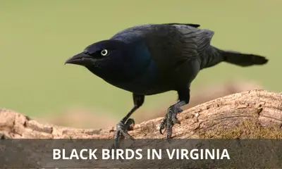 Types of black birds found in Virginia
