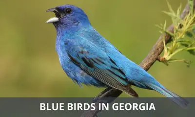 Types of blue birds found in Georgia