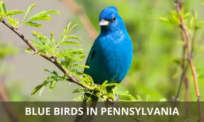 Types of blue birds found in Pennsylvania